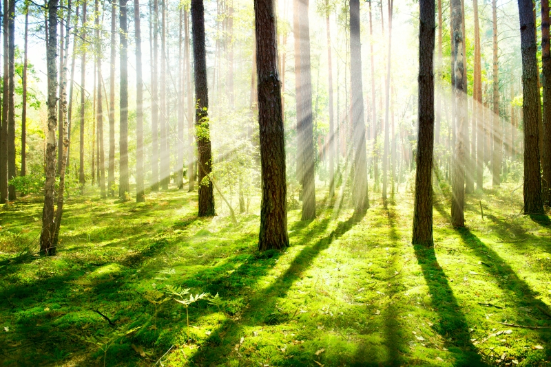 nature_03